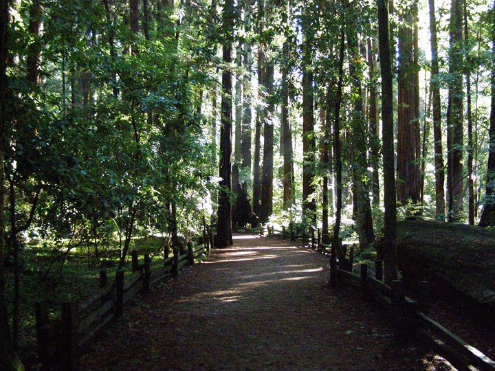 Image of redwoods at Henry Cowell